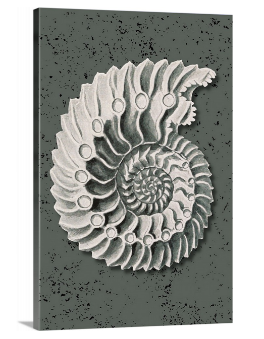 Sea Shell - Vibrant Canvas Prints for Home Decor